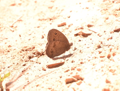 Common Wood-Nymph