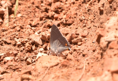 Gray Hairstreak