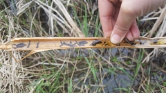Rana luteiventris