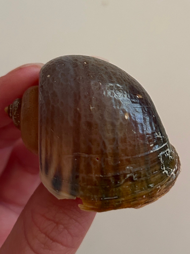 Pomacea, 2026-06-02
