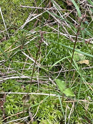 Heartleaf Twayblade