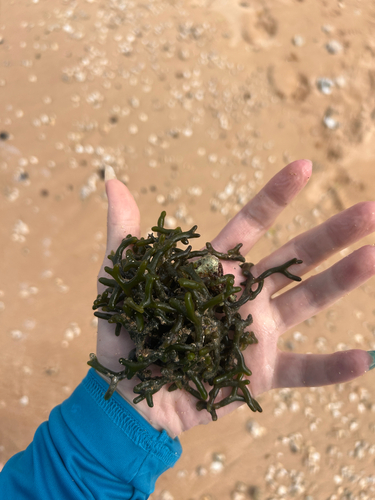 Codium edule, 2026-06-23