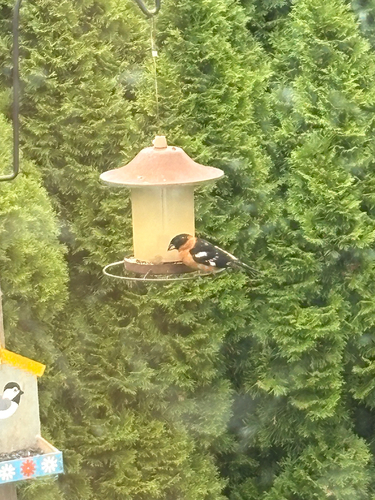 Black-headed Grosbeak