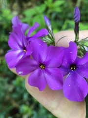Phlox carolina