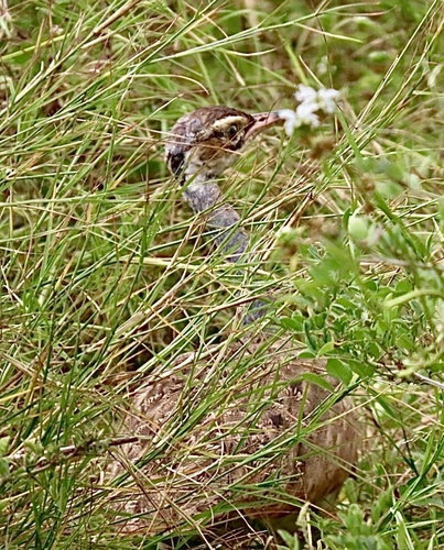 White-bellied Bustard (Eupodotis senegalensis), photo 5
