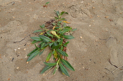 Rumex crassus
