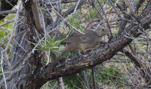 Canyon Towhee