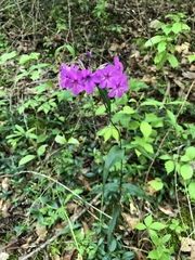 Phlox carolina