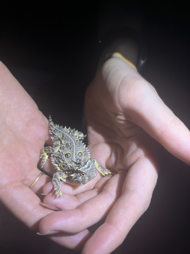 Texas Horned Lizard