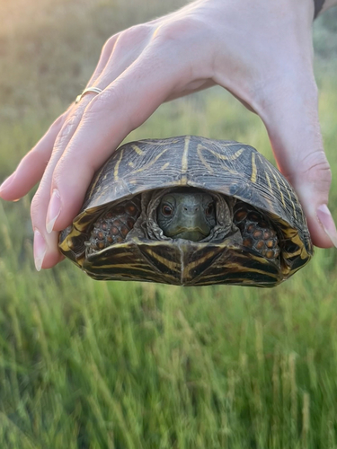 Ornate Box Turtle