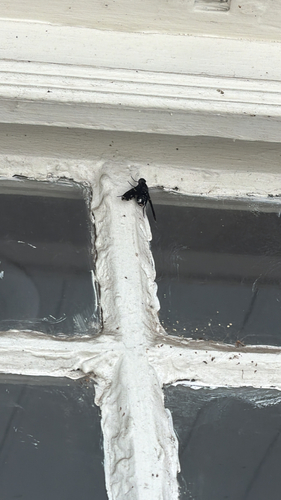 Charcoal Bee Flies