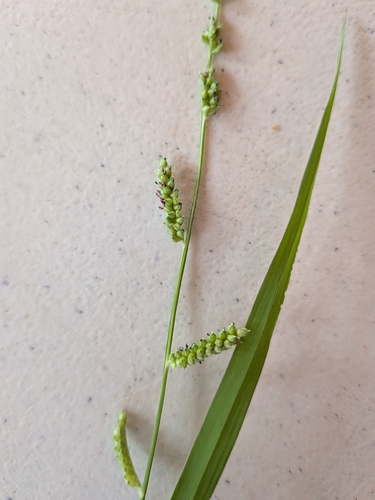 Jungle Rice