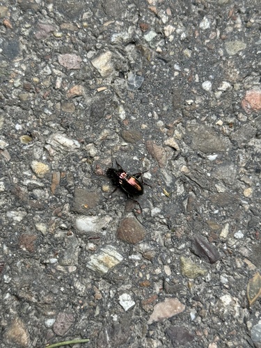 Pterostichus burmeisteri