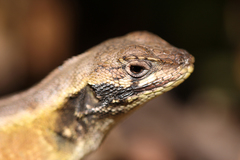 Stenocercus roseiventris