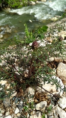 Scrophularia juratensis