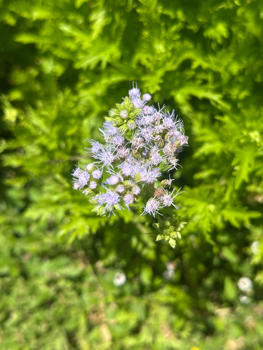Palmleaf Mistflower