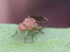 Suillia variegata