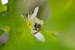 Apis mellifera