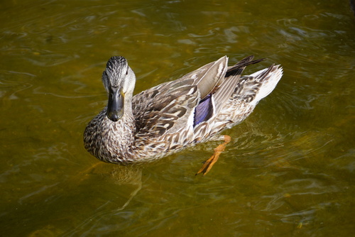 iNaturalist image