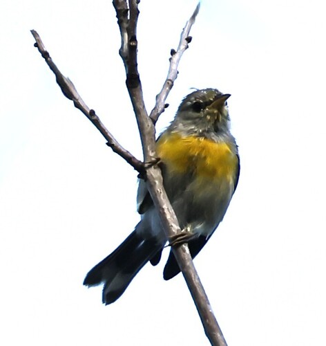 Northern Parula