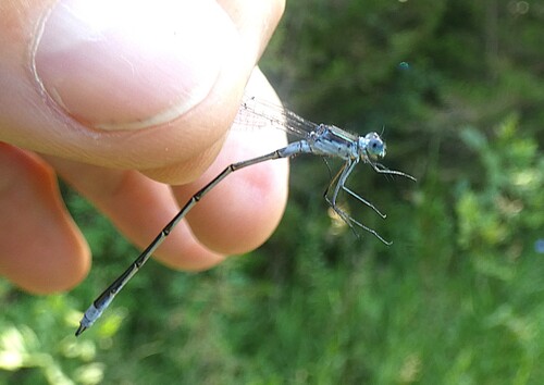 Northern Spreadwing