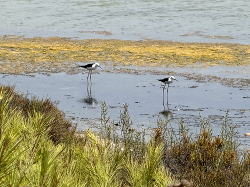 iNaturalist image