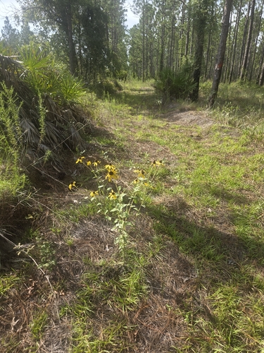 Rudbeckia mollis, photograph 2