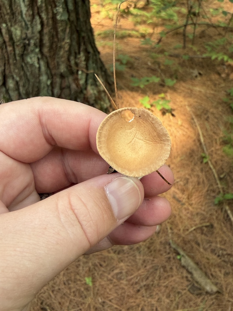 Common Funnel · July 2026 · photo: Photo: (c) Julie Travaglini, some rights reserved (CC BY) · iNaturalist