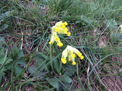 Primula veris veris