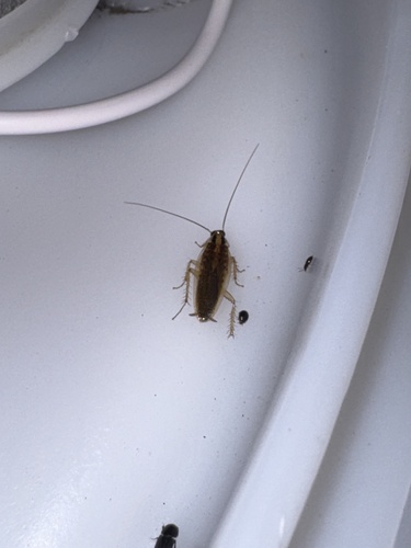 Asian Cockroach