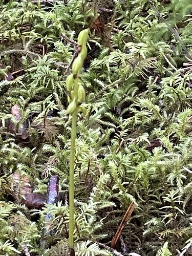 northern coralroot
