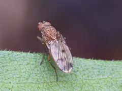 Suillia variegata