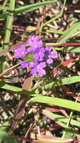 Dakota mock vervain
