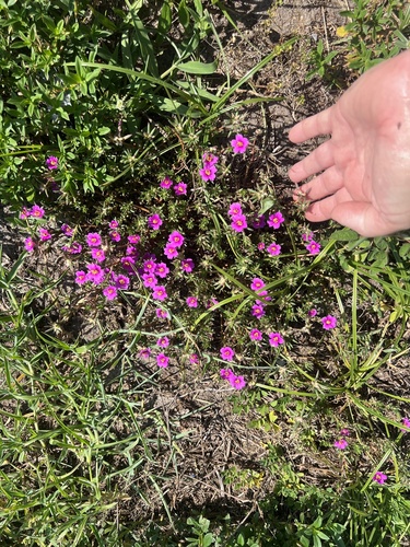shaggy portulaca
