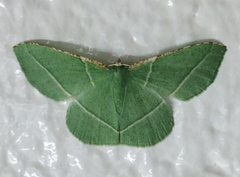 Dichorda rectaria