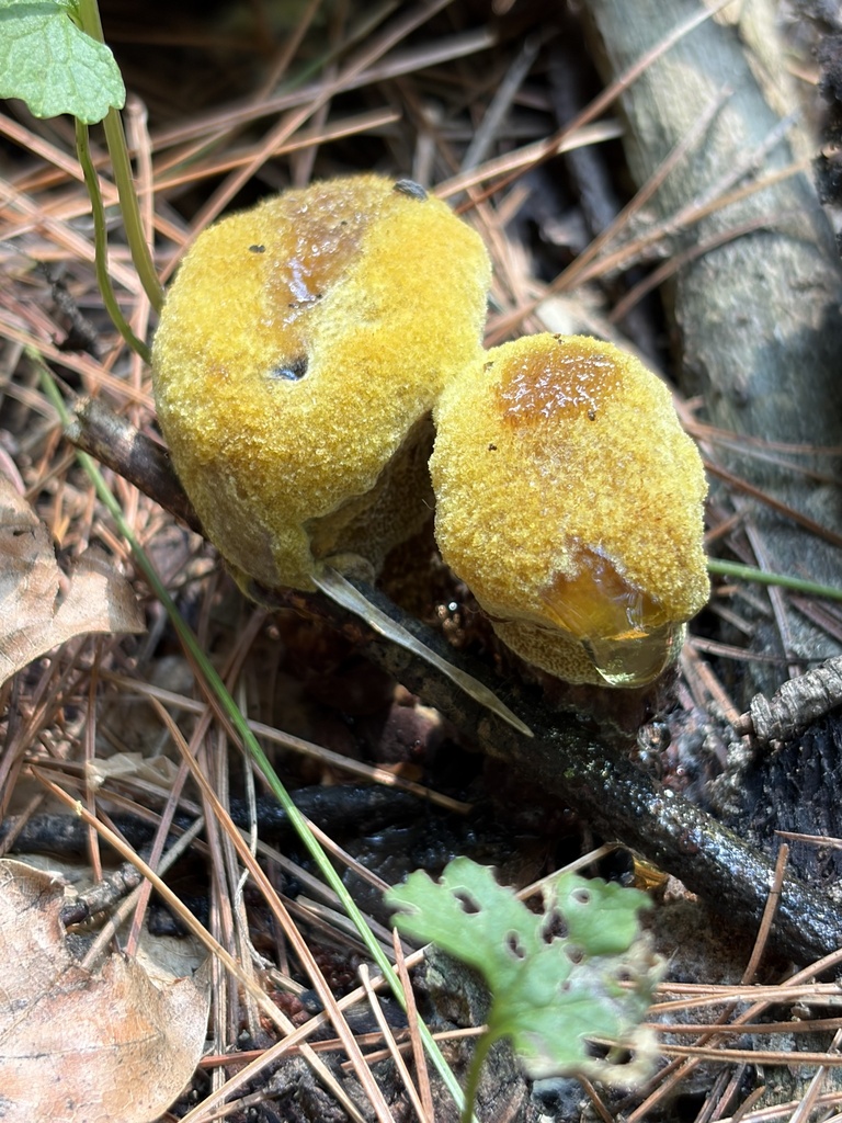 Phaeolus hispidoides · July 2026 · photo: Photo: (c) Julie Travaglini, some rights reserved (CC BY) · iNaturalist