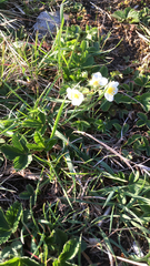 Fragaria viridis