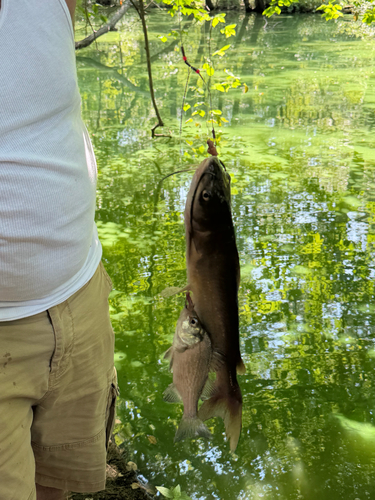 Channel Catfish