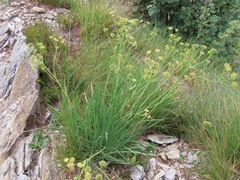 Bupleurum stellatum, photograph (c) Marco Mussita, some rights reserved (CC BY)