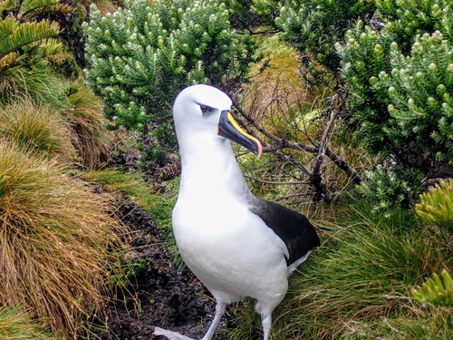 iNaturalist image
