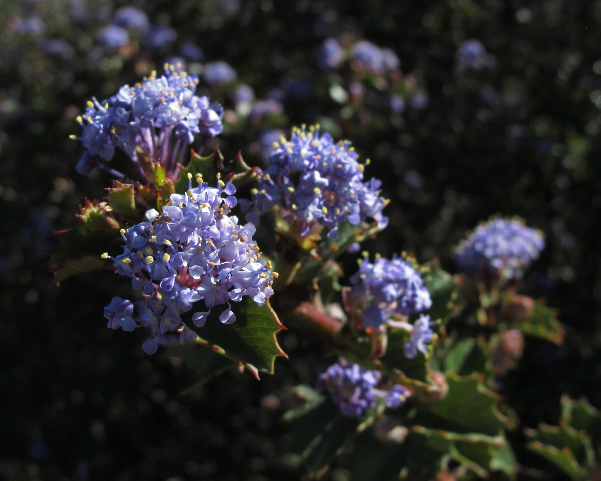 Ceanothus purpureus
