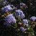 Holly-leaved Ceanothus - Photo (c) Gravitywave, some rights reserved (CC BY-NC-SA)