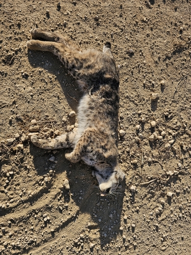 Bobcat