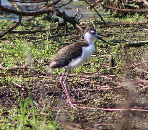 Black-necked Stilt