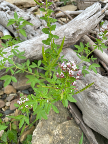 redwhisker clammyweed