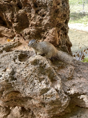 Rock Squirrel