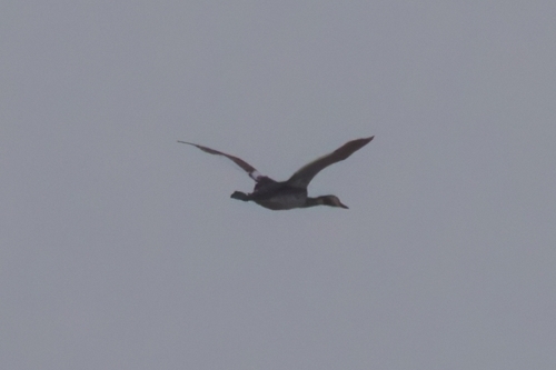 iNaturalist image