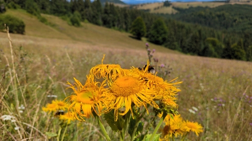 Yellow Oxeye