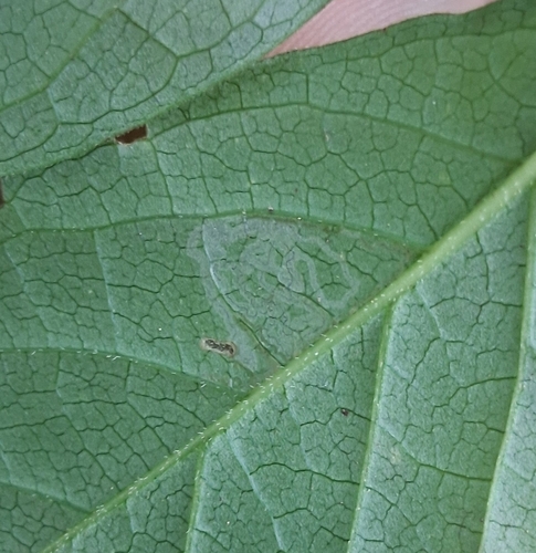 Phyllocnistis ampelopsiella photo 5