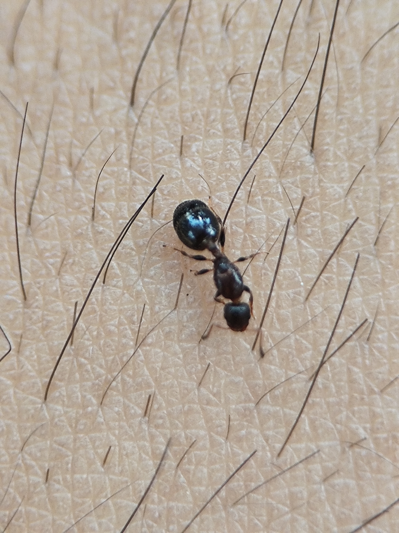 Temnothorax dessyi